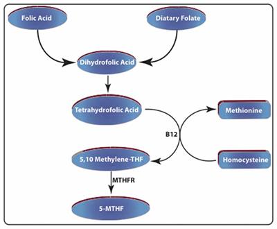 Deleterious Effects of Chronic Folate Deficiency in the Ts65Dn Mouse Model of Down Syndrome